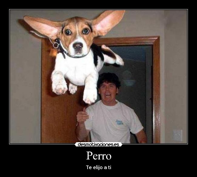 Perro - Te elijo a ti