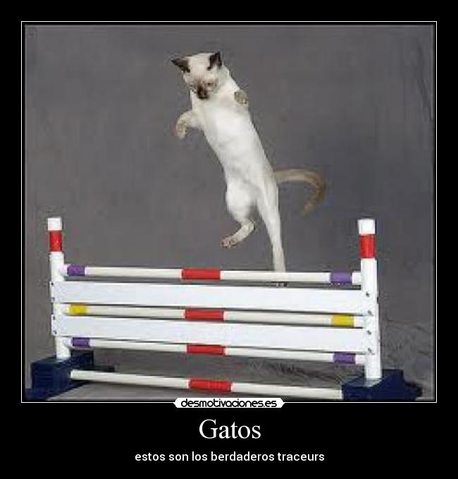 Gatos - 