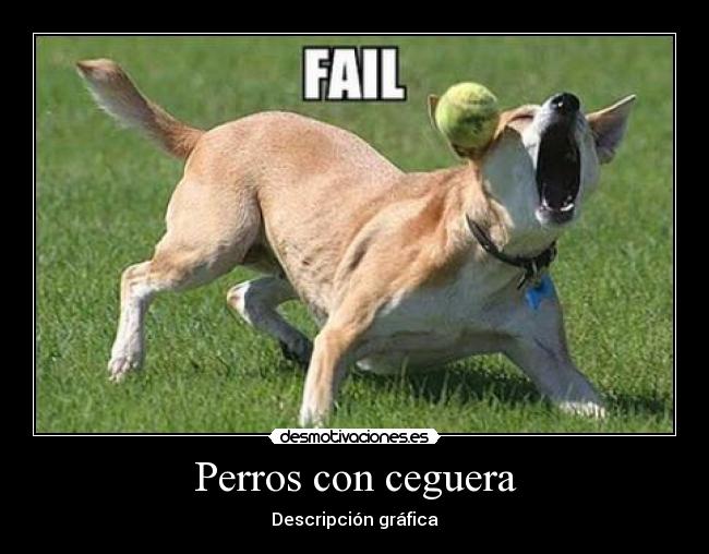 Perros con ceguera - Descripción gráfica