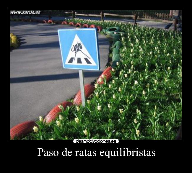 Paso de ratas equilibristas - 