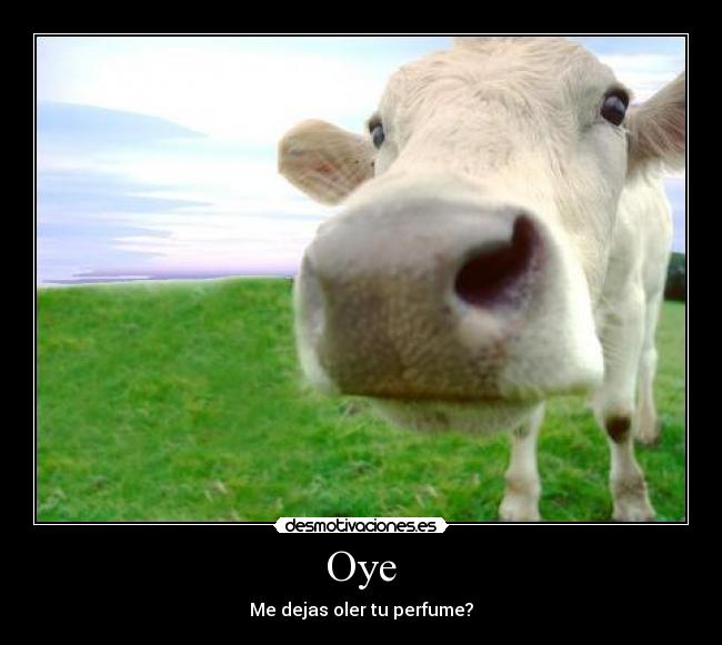 Oye - Me dejas oler tu perfume?