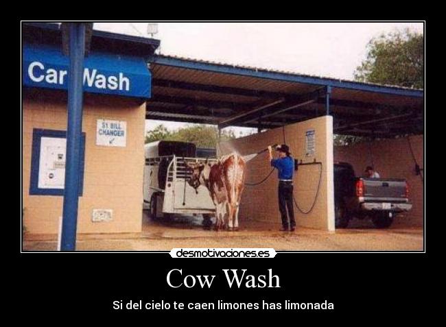 Cow Wash - Si del cielo te caen limones has limonada