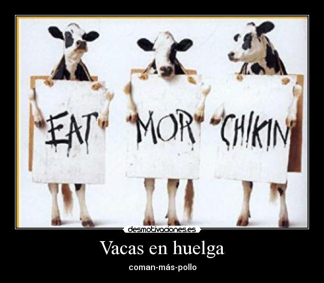 Vacas en huelga - coman-más-pollo