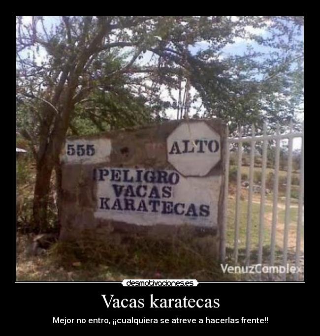 Vacas karatecas -