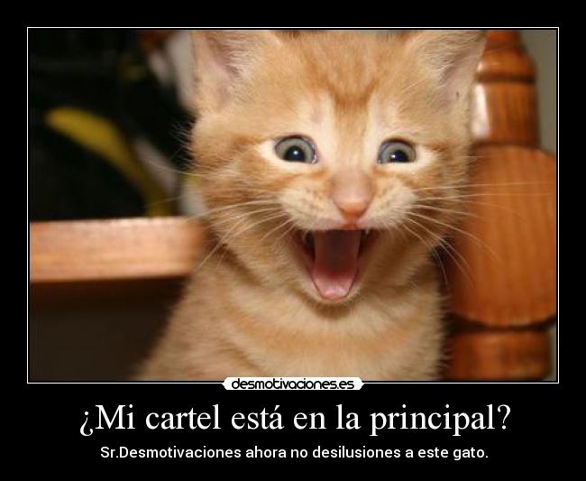 ¿Mi cartel está en la principal? - Sr.Desmotivaciones ahora no desilusiones a este gato.