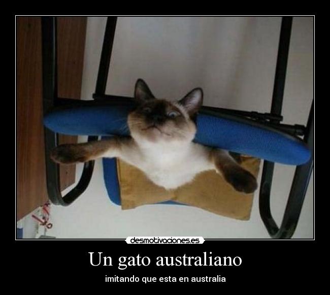 carteles gatosaustraliano desmotivaciones