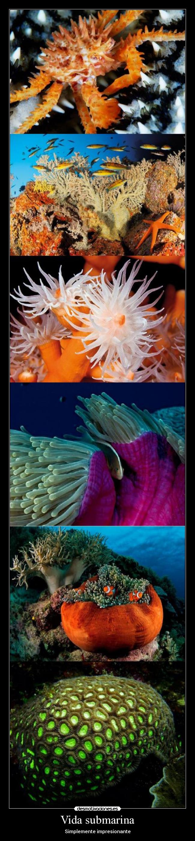 Vida submarina - Simplemente impresionante