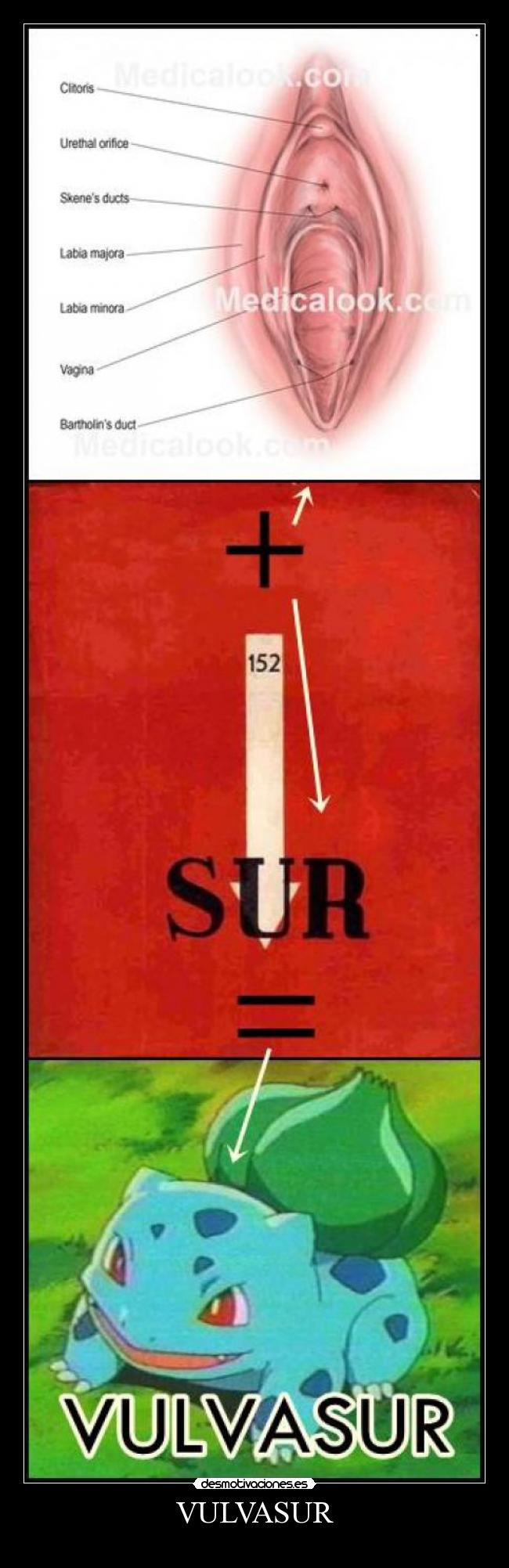 VULVASUR - 