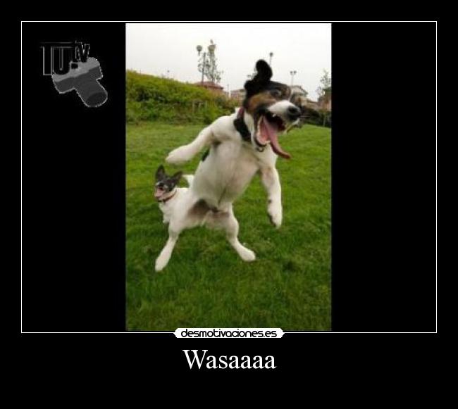 Wasaaaa - 