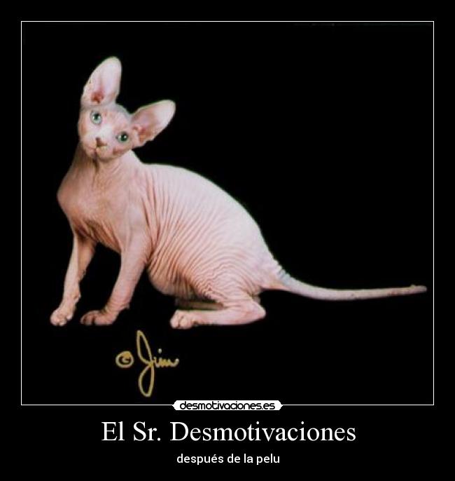 El Sr. Desmotivaciones - después de la pelu