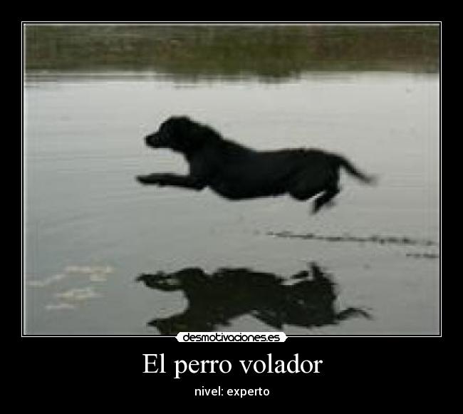 El perro volador - nivel: experto