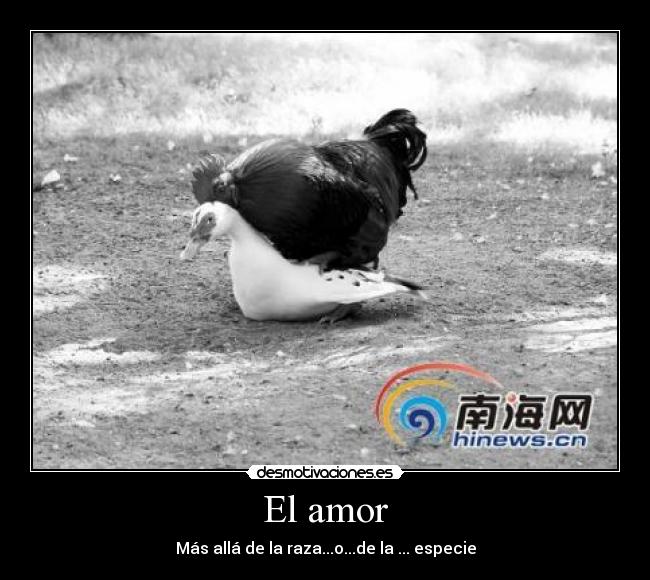 El amor - Más allá de la raza...o...de la ... especie
