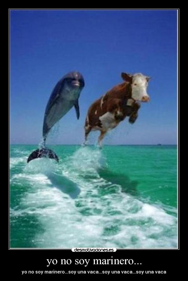 yo no soy marinero... - yo no soy marinero...soy una vaca...soy una vaca...soy una vaca