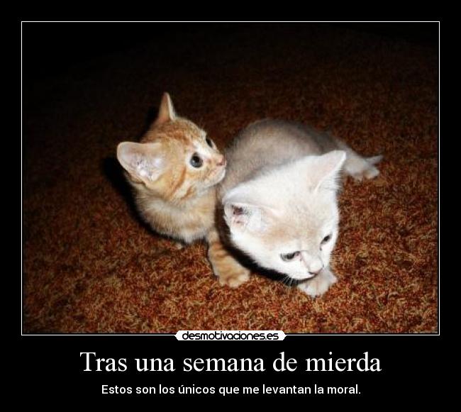 Tras una semana de mierda - Estos son los únicos que me levantan la moral.