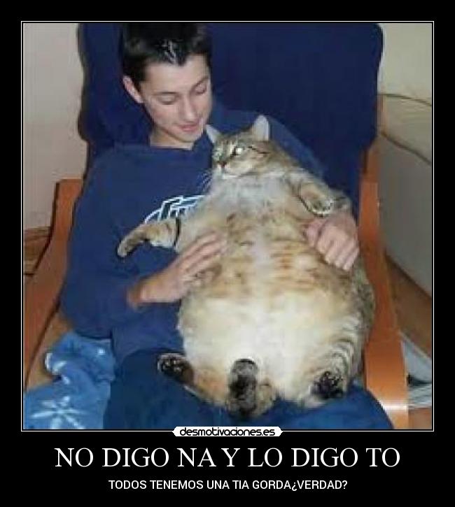 carteles gato gordo enorme desmotivaciones