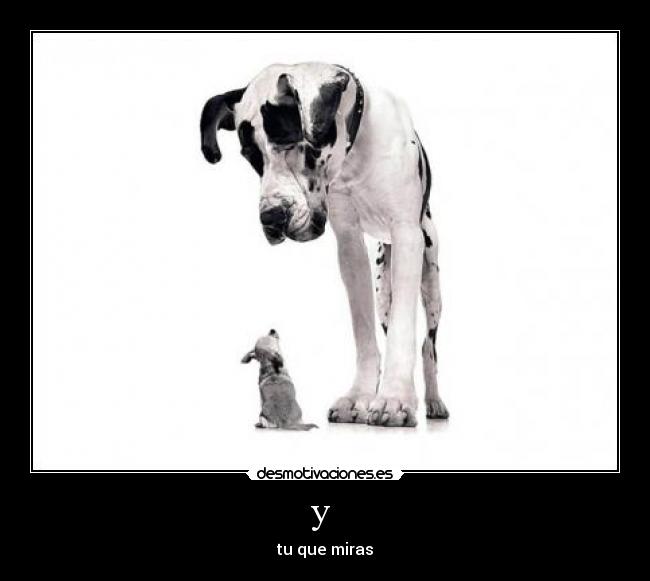 y - tu que miras