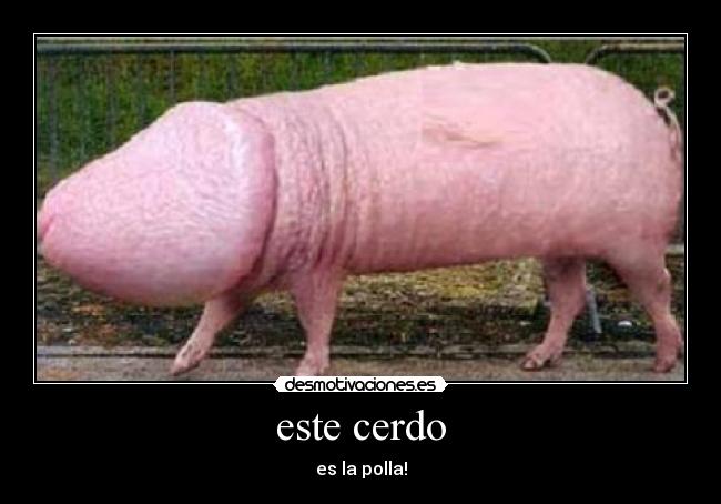 este cerdo - es la polla!