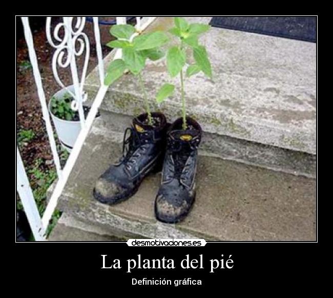 La planta del pié -