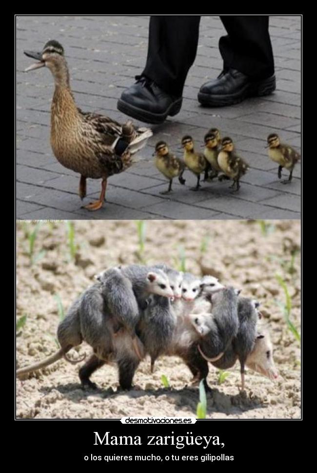 Mama zarigüeya, - o los quieres mucho, o tu eres gilipollas
