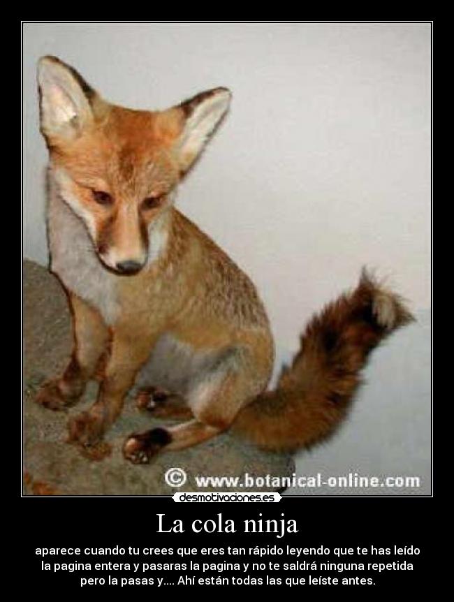La cola ninja - 