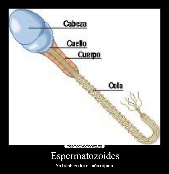 Espermatozoides - Yo también fui el más rápido