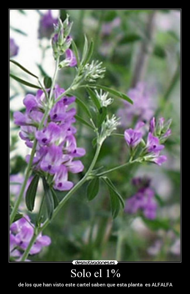 Solo el 1% - de los que han visto este cartel saben que esta planta es ALFALFA