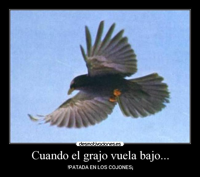 Cuando el grajo vuela bajo... -