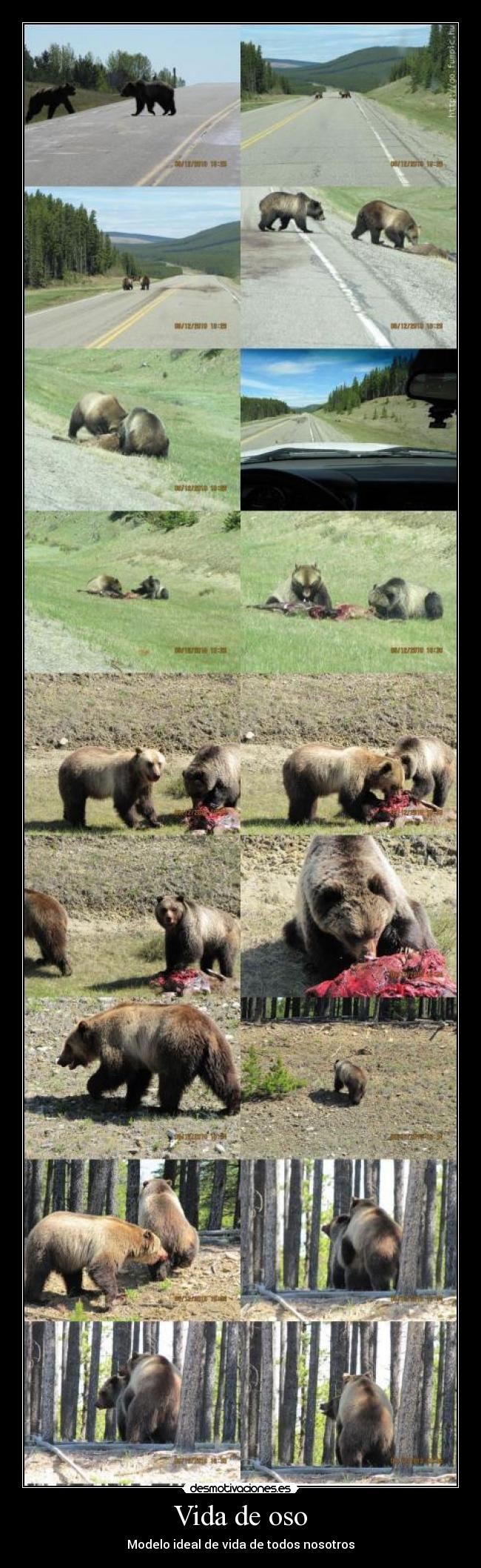 Vida de oso - Modelo ideal de vida de todos nosotros