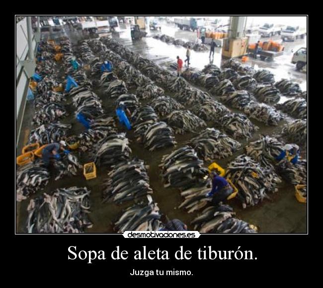 Sopa de aleta de tiburón. - Juzga tu mismo.