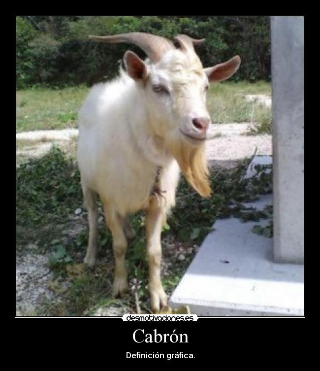 Cabrón - 