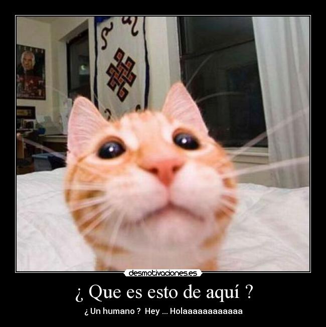 ¿ Que es esto de aquí ? - ¿ Un humano ?  Hey ... Holaaaaaaaaaaaa