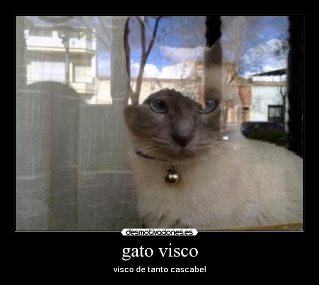 gato visco -