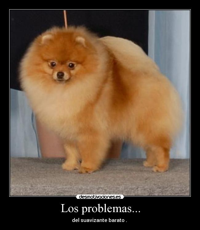FONDO PERRO PELUDO fondo perro peludo:
