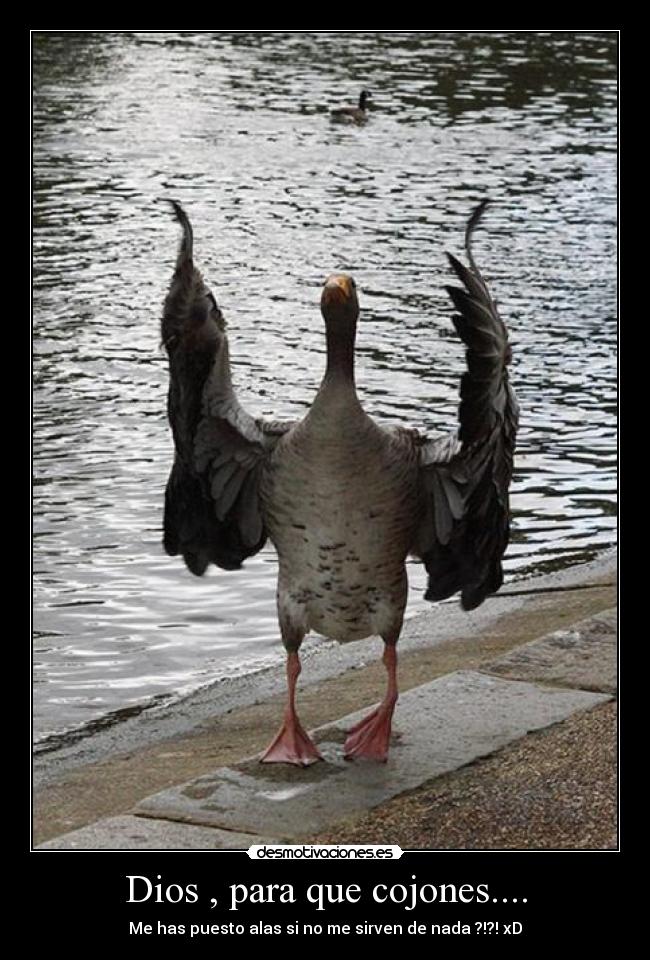 Dios , para que cojones.... - Me has puesto alas si no me sirven de nada ?!?! xD