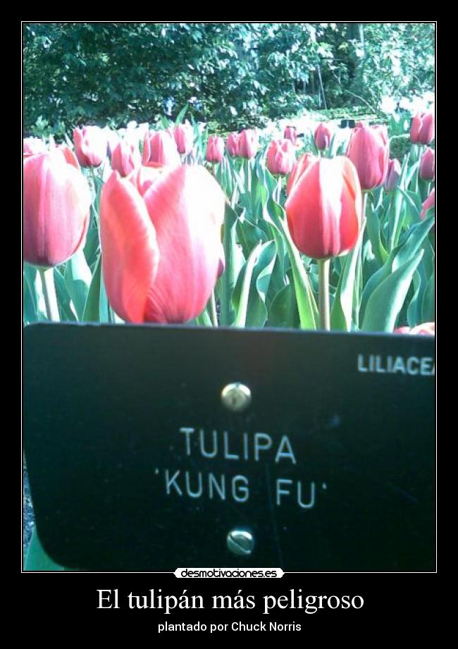 carteles tulipan desmotivaciones