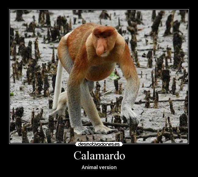 Calamardo -