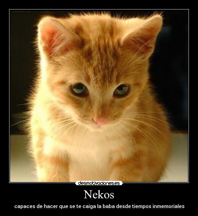 Nekos - capaces de hacer que se te caiga la baba desde tiempos inmemoriales