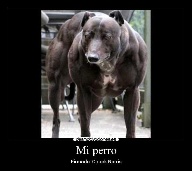Mi perro -