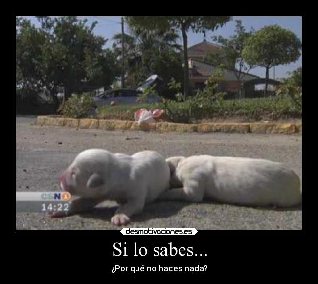 Si lo sabes... - 