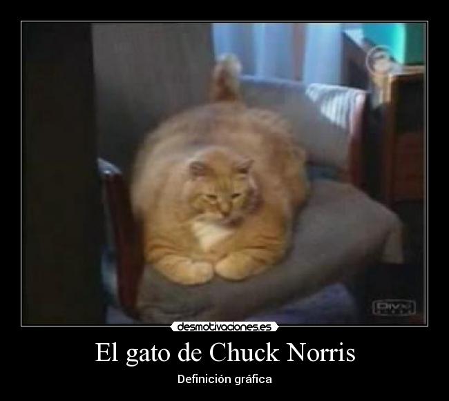 El gato de Chuck Norris - Definición gráfica