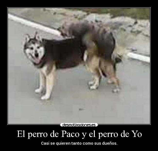 El perro de Paco y el perro de Yo -