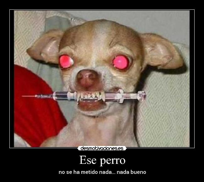 Ese perro -