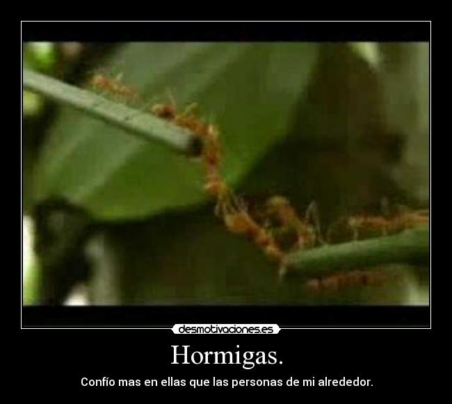 Hormigas. -