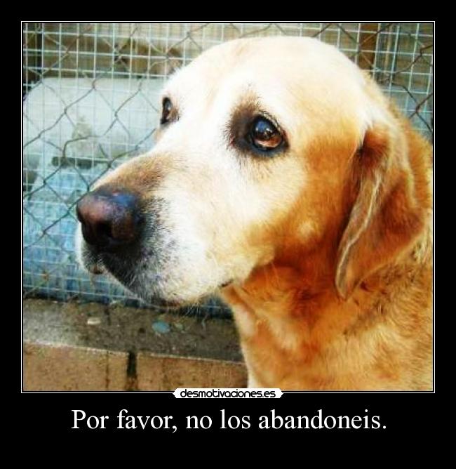 Por favor, no los abandoneis. - 