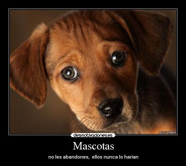 Mascotas -