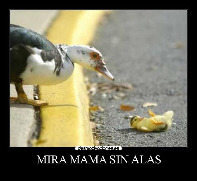 carteles chulololo desmotivaciones