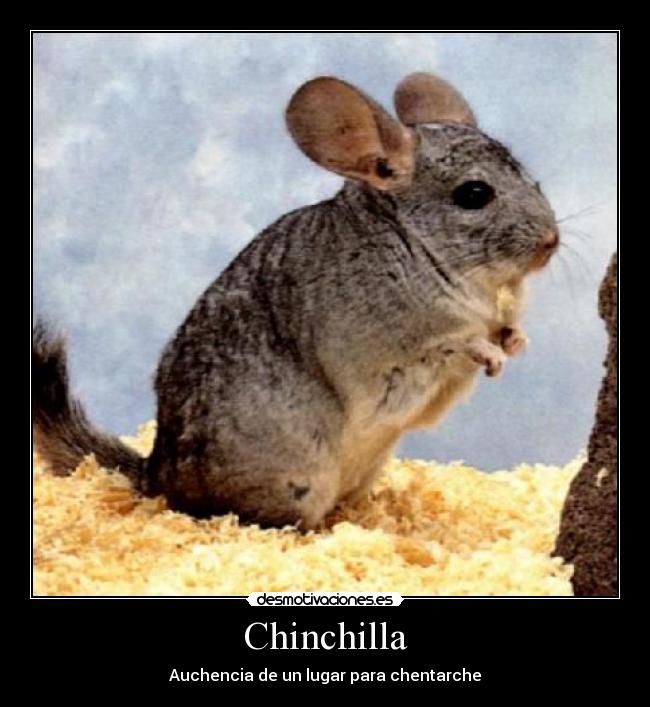 Chinchilla - Auchencia de un lugar para chentarche