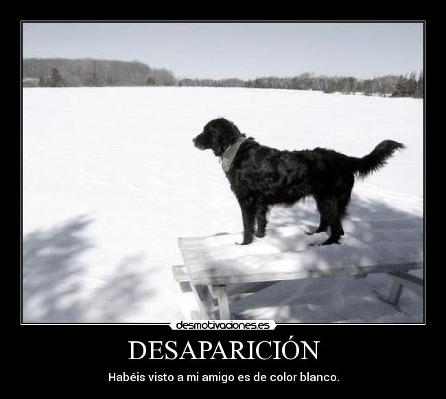 DESAPARICIÓN - Habéis visto a mi amigo es de color blanco.