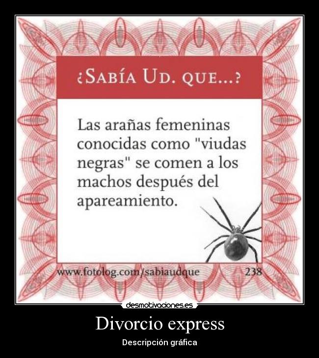 Divorcio express - Descripción gráfica