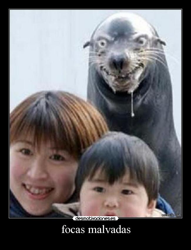 focas malvadas -